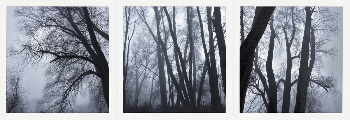 Trilogie trees Landscape Nature fog series