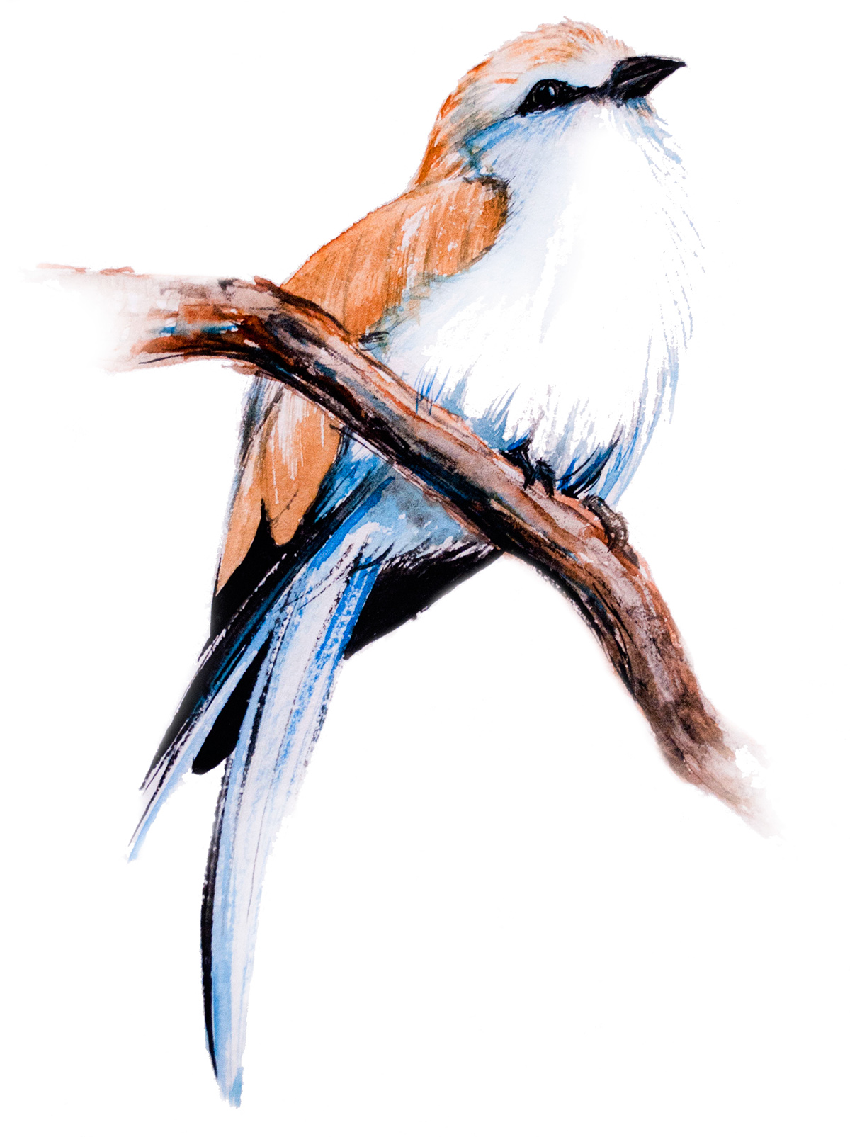 bird watercolor birds