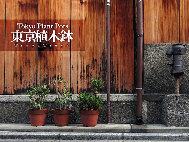 tokyo pot garden bonsai Plant japan potted