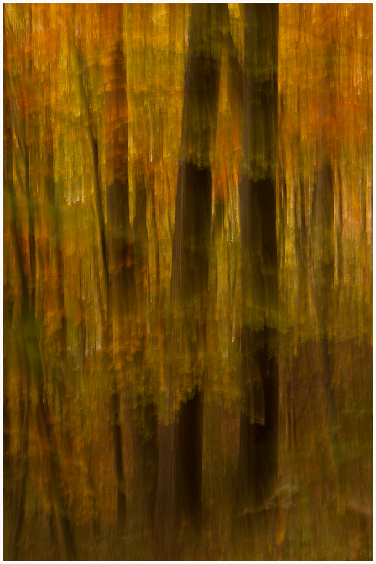 blur  movement  autumn  trees  forest