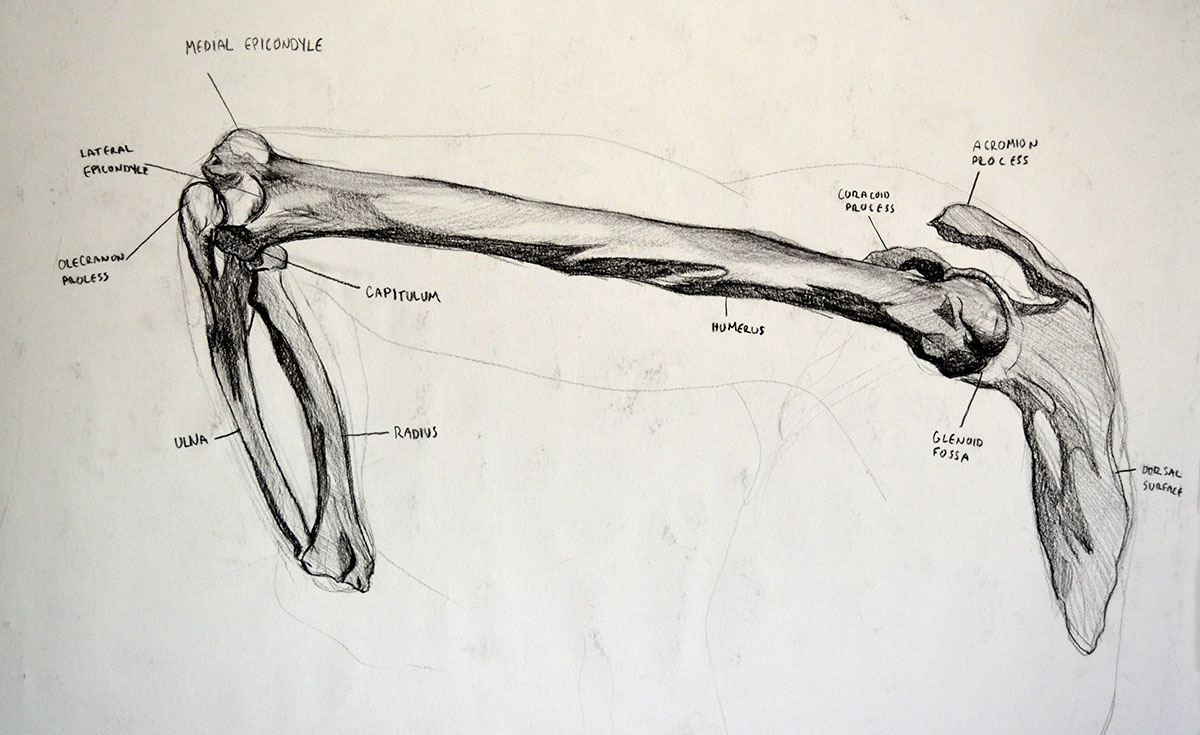 Artistic anatomy