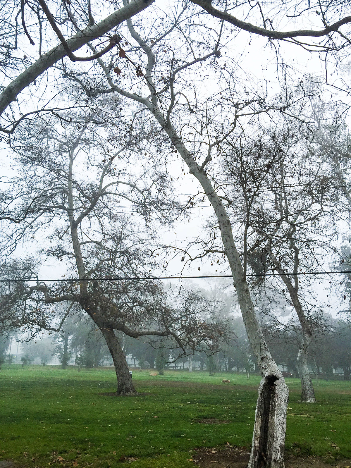 adobe lightroom trees fog Los Angeles Griffith Park