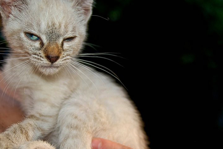 Cat photoshoot Nature Nikon mother Love Pet