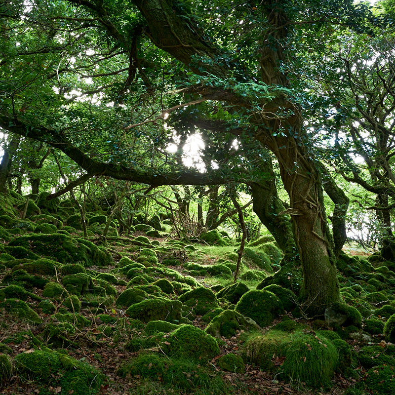 Ancient Ancient woodland oak West Wales UK moss Lichens