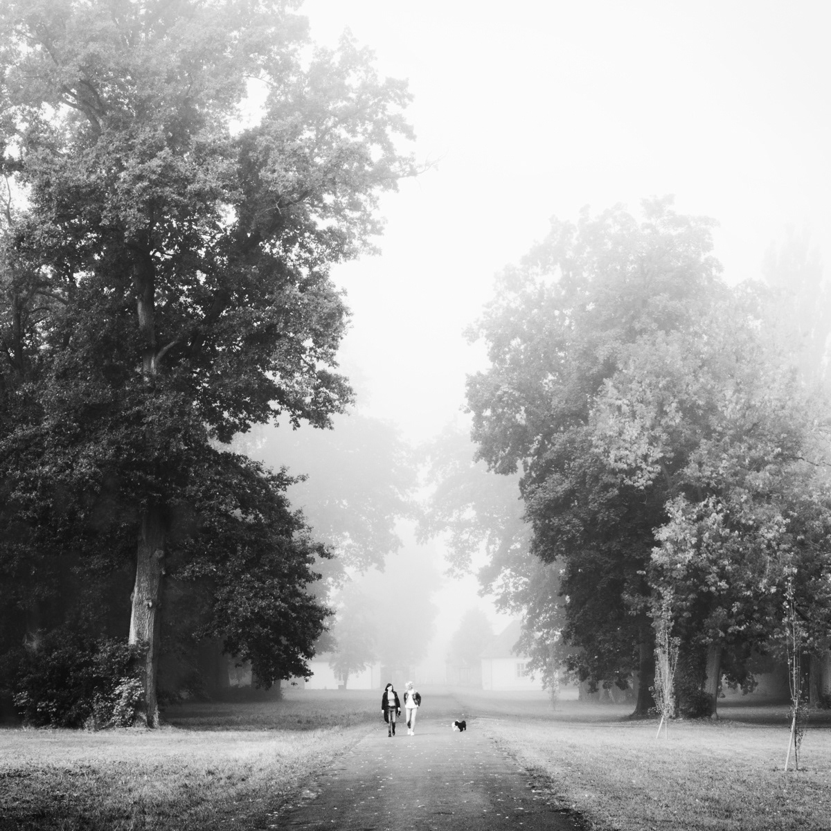 trees atmosphere door people b+w melancholie germany allee fog home