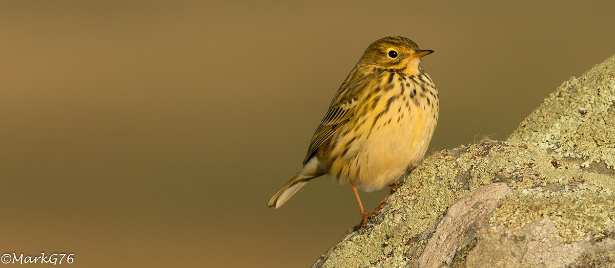 birds birding Ecology ornithology