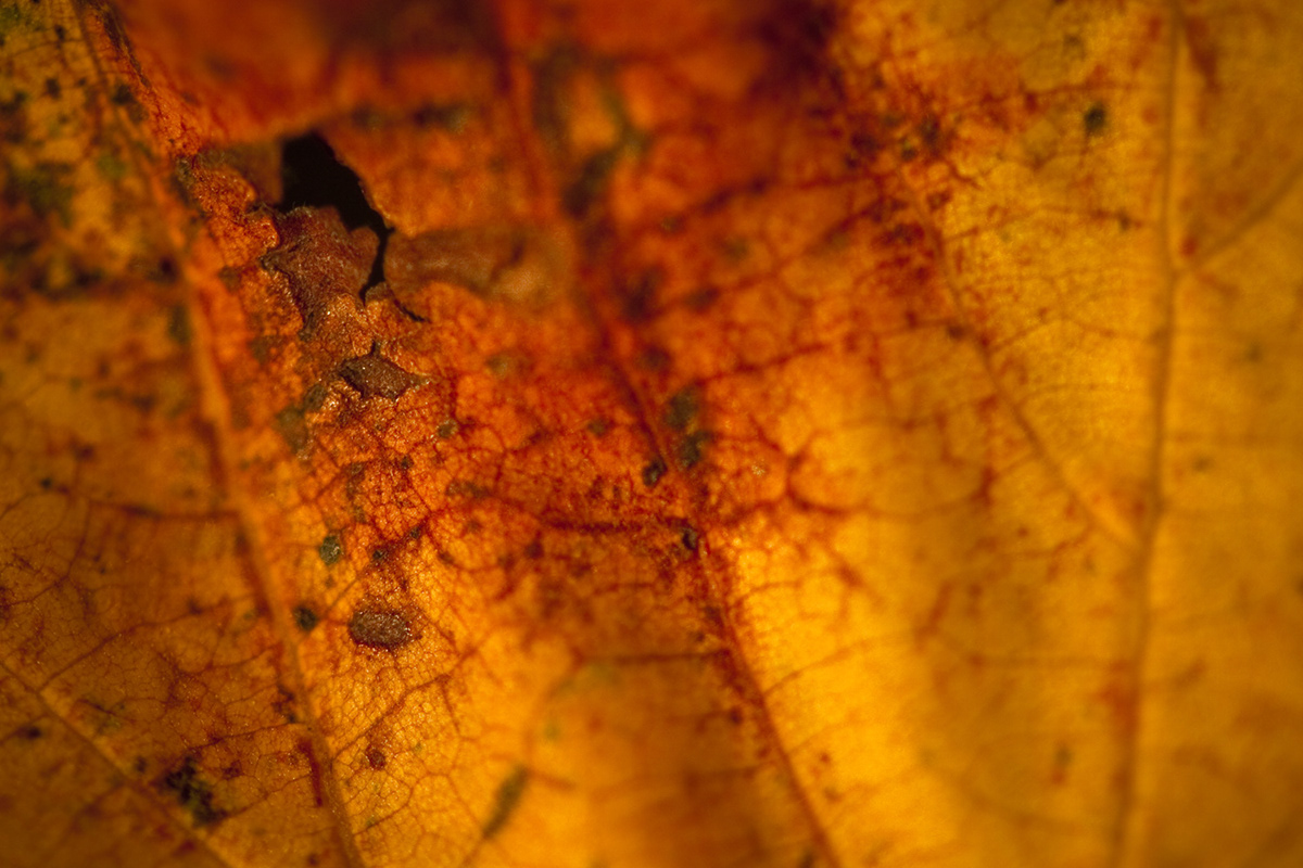 autumn Nature macro close-up