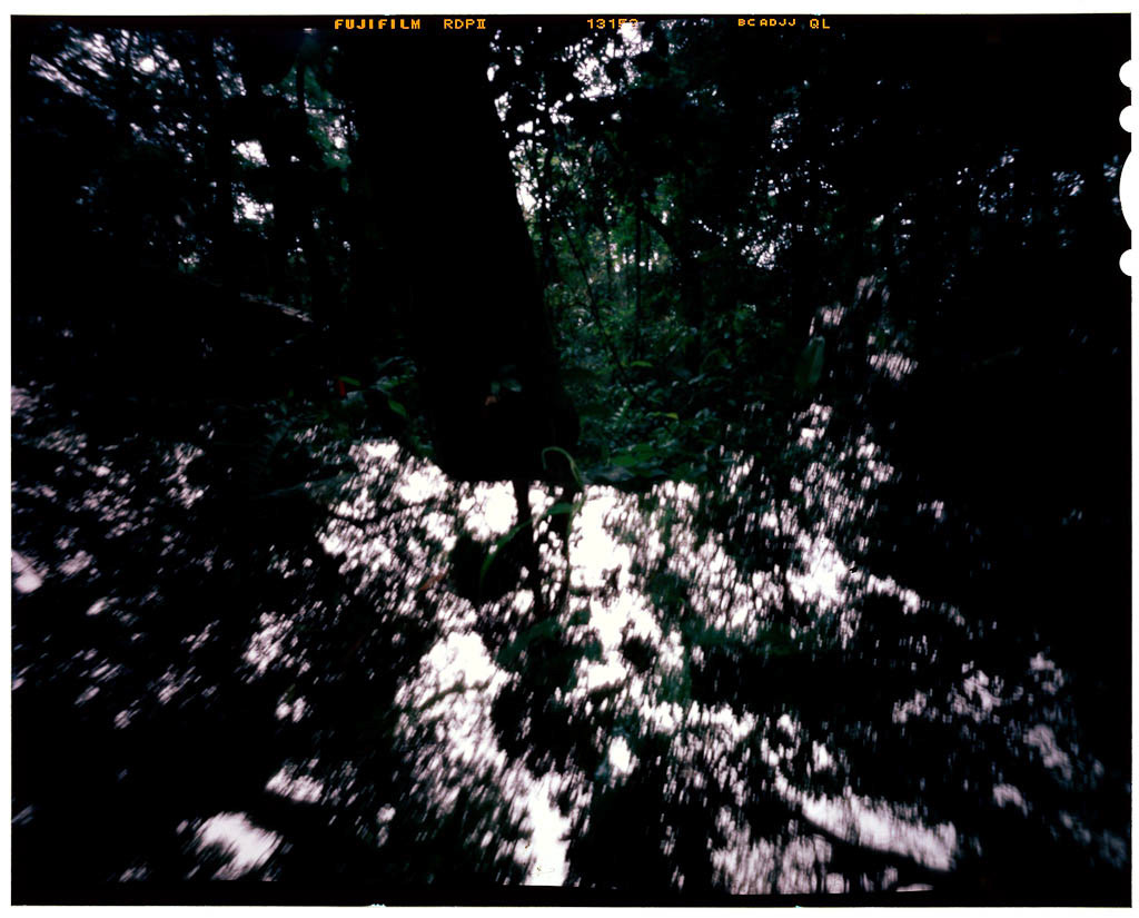 4x5 Film film photography jungle mata atlantica multiple exposure pinhole rain forest
