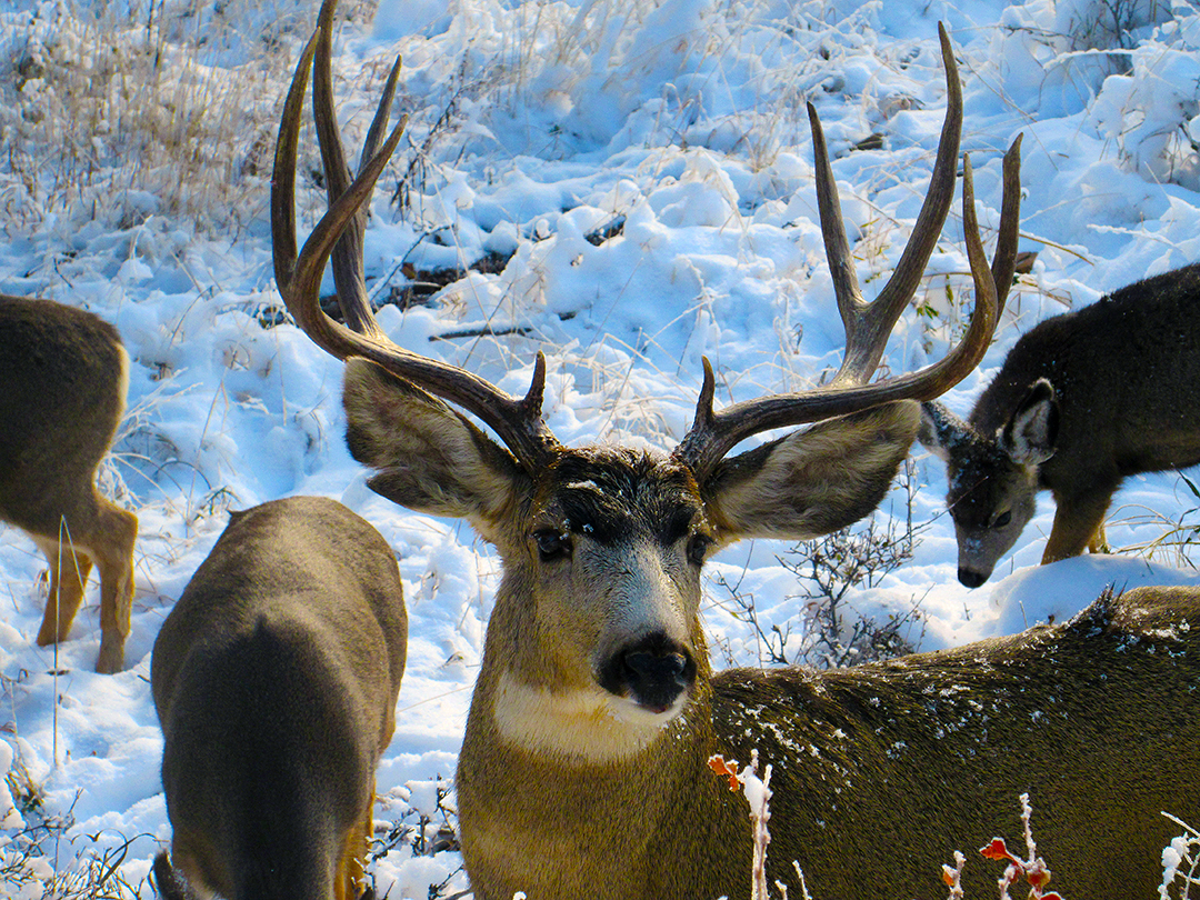 Colorado wildlife mountains scenery buck mule deer