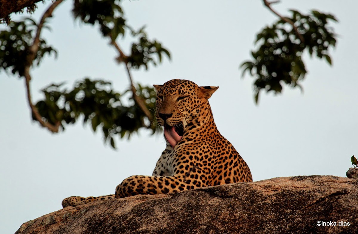 leopard Sri lanka yala National Park safari big cats mustsee moods Cat wildlife endemic