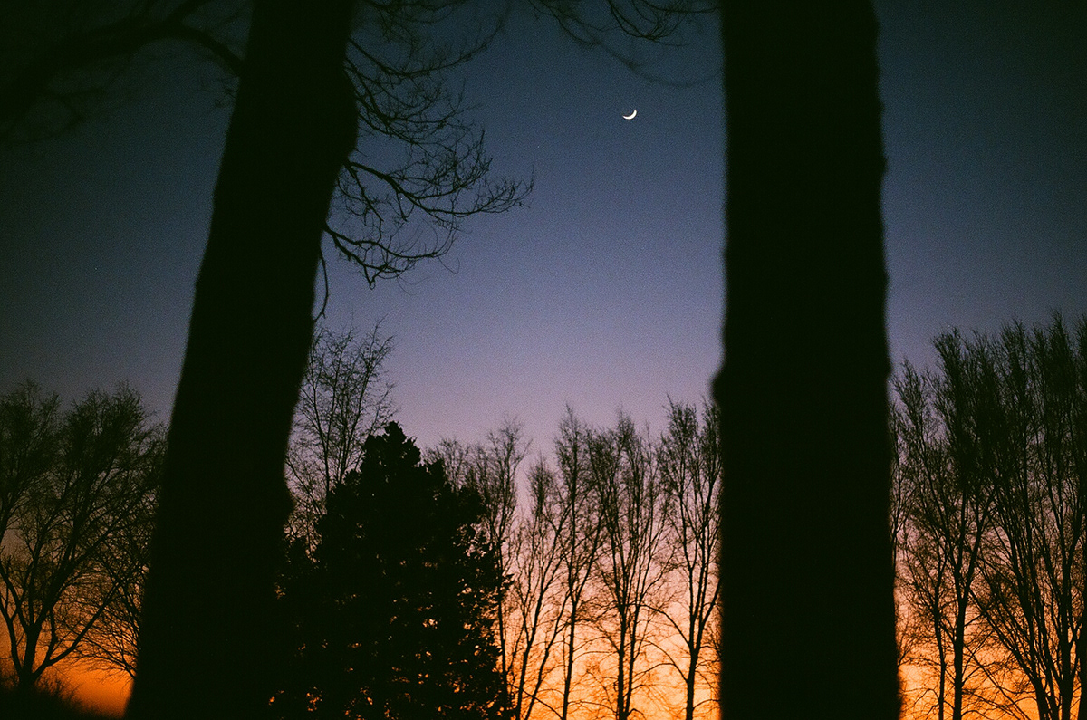 Night photo of moon and tree silhouettes on 35mm film with a canon ae1 camera.  
