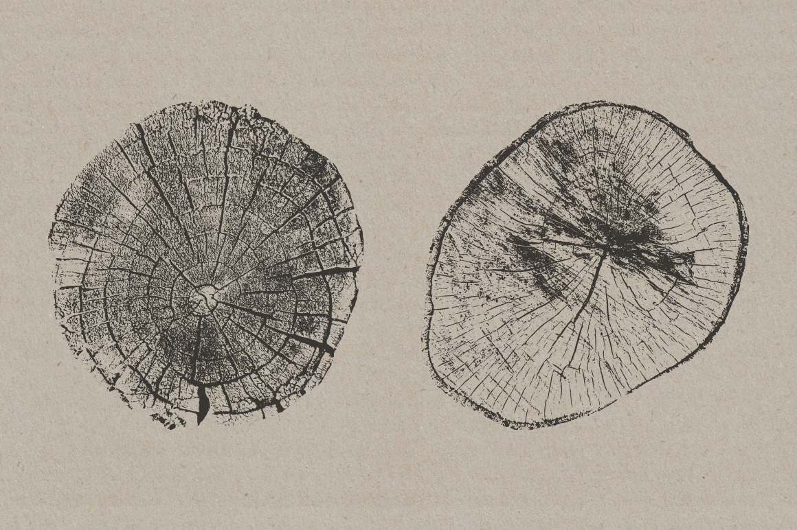 grain illustrations Nature organic rings stumps textures Tree  vectors wood