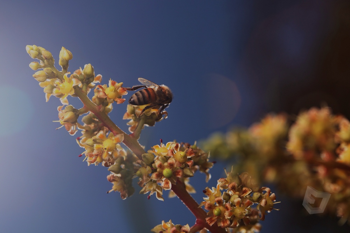 Adobe Portfolio macro macrophotography bee canon 100 insectos abejas naturaleza