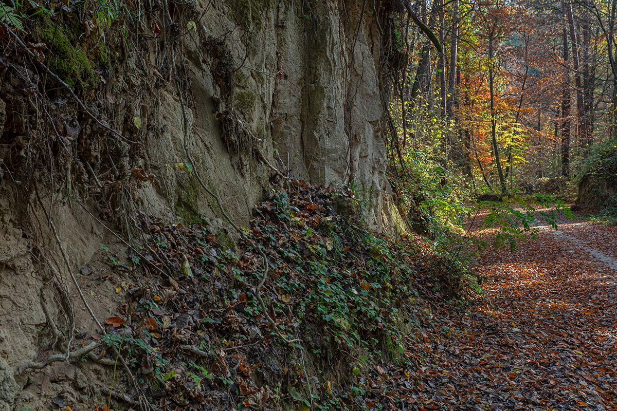 autumn forest Gorge Landscape maze Nature poland trees trunk rural
