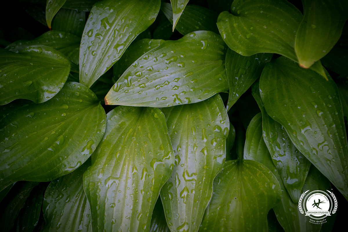 Nature leaves vignette green Faded rain water