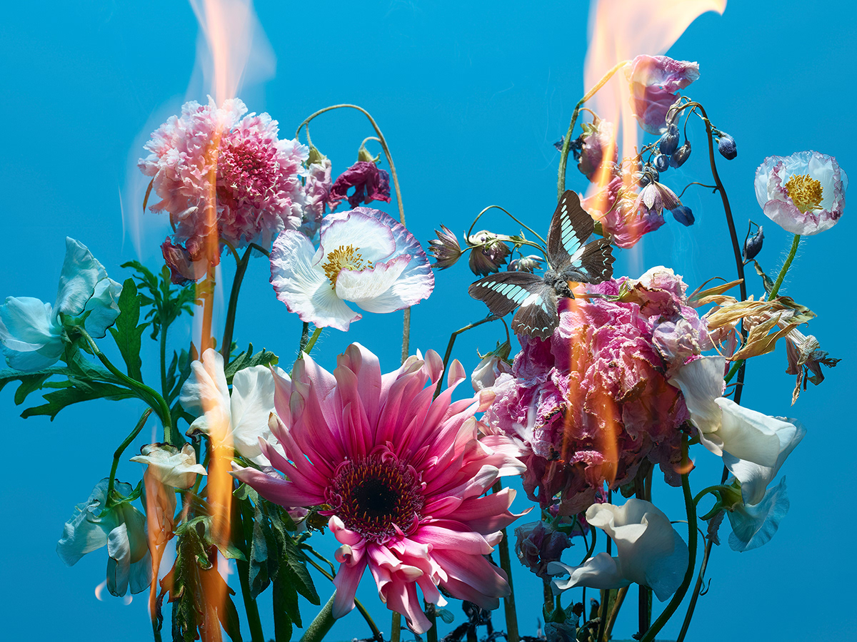 antiwar art fire flame floral Flowers Nature Photography  still life stuffstudio