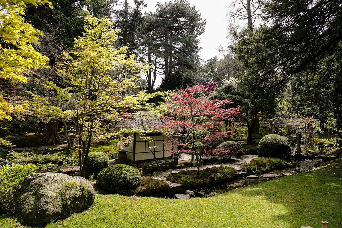 japanese garden garden maple tree beauty colour Flowers Flora peacefull