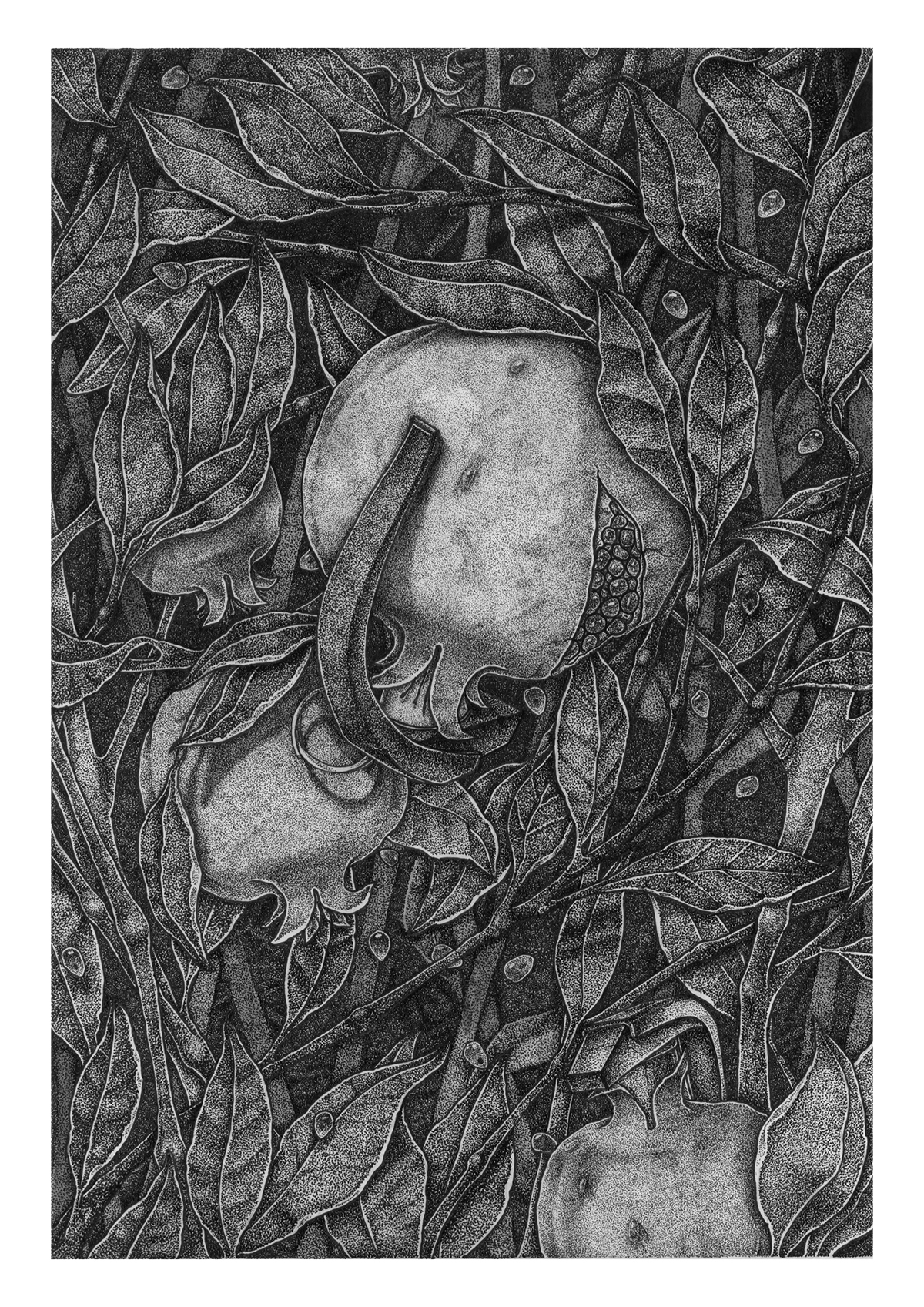 dotwork ILLUSTRATION  pomegranat Nature Tree  Fruit graphic Pointillism