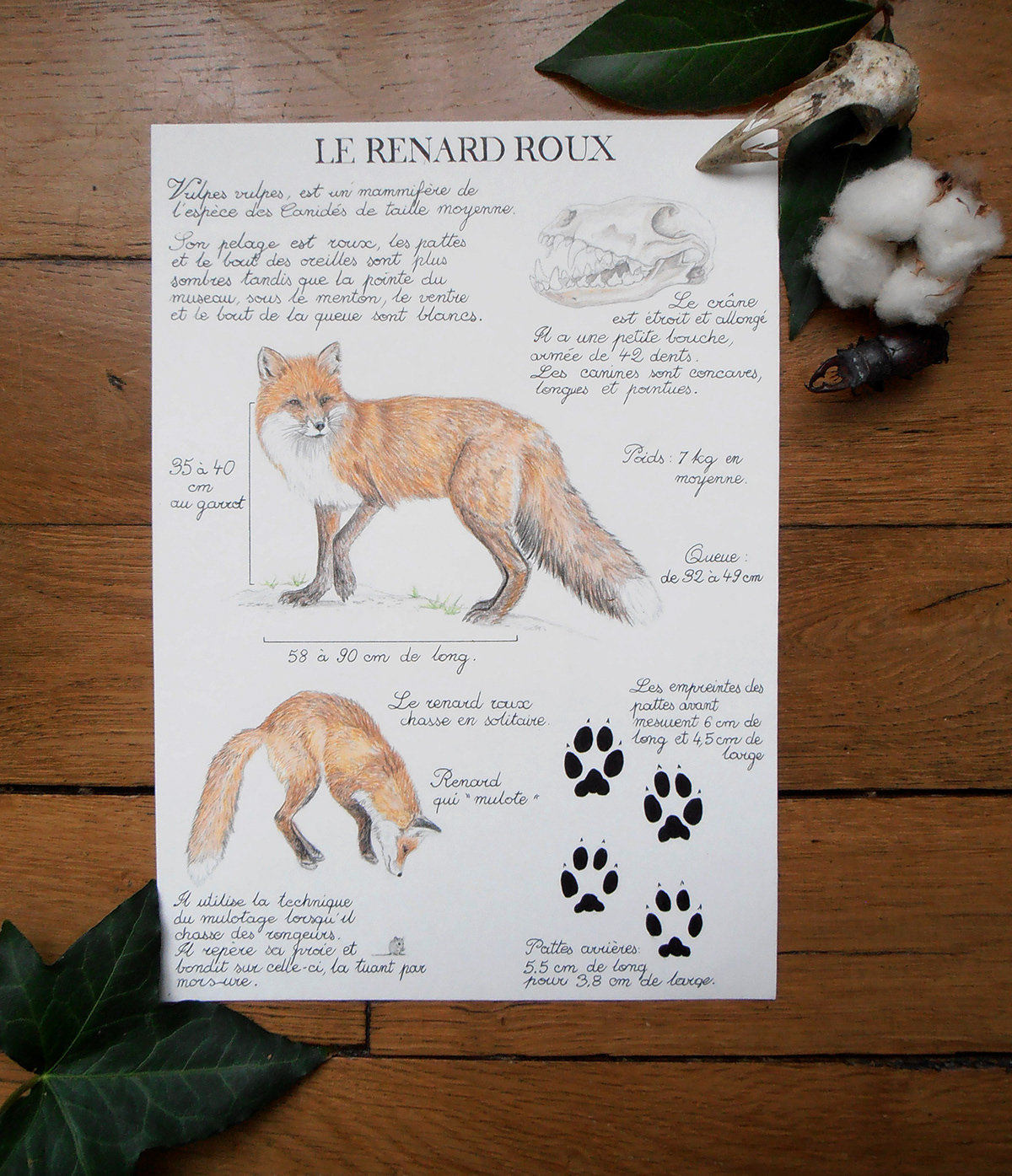 red fox Renard roux FOX renard traditional illustration watercolor natur study animal study animal drawing naturalist