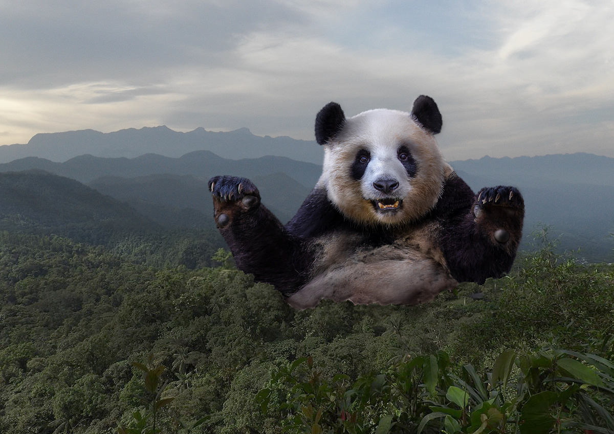 photomanipulation animals photoshop art digitalart digitalpainting Panda  NTU ADM Photoretouch