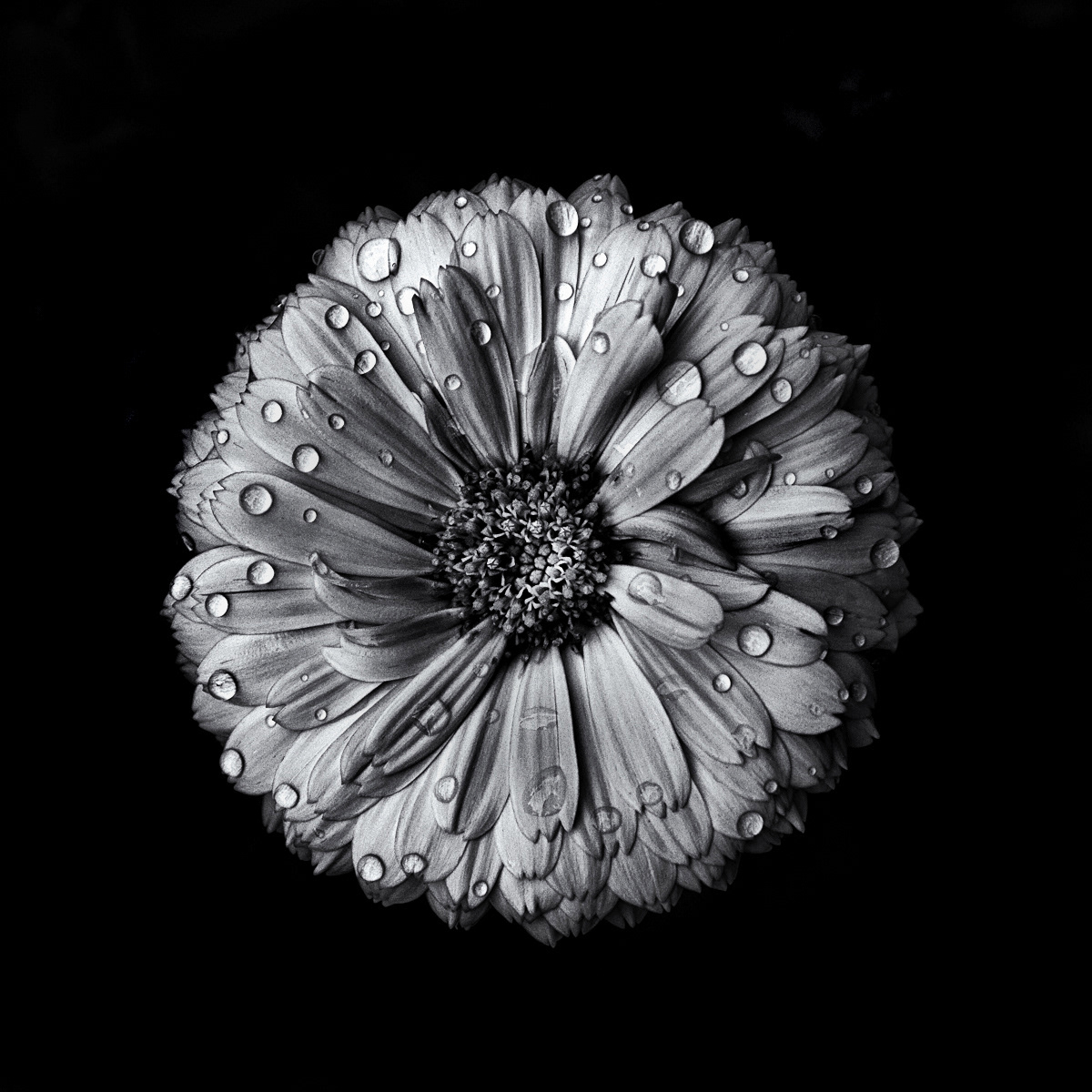 black and white contrast drops Flowers Liquid monochrome Nature pattern rain wet