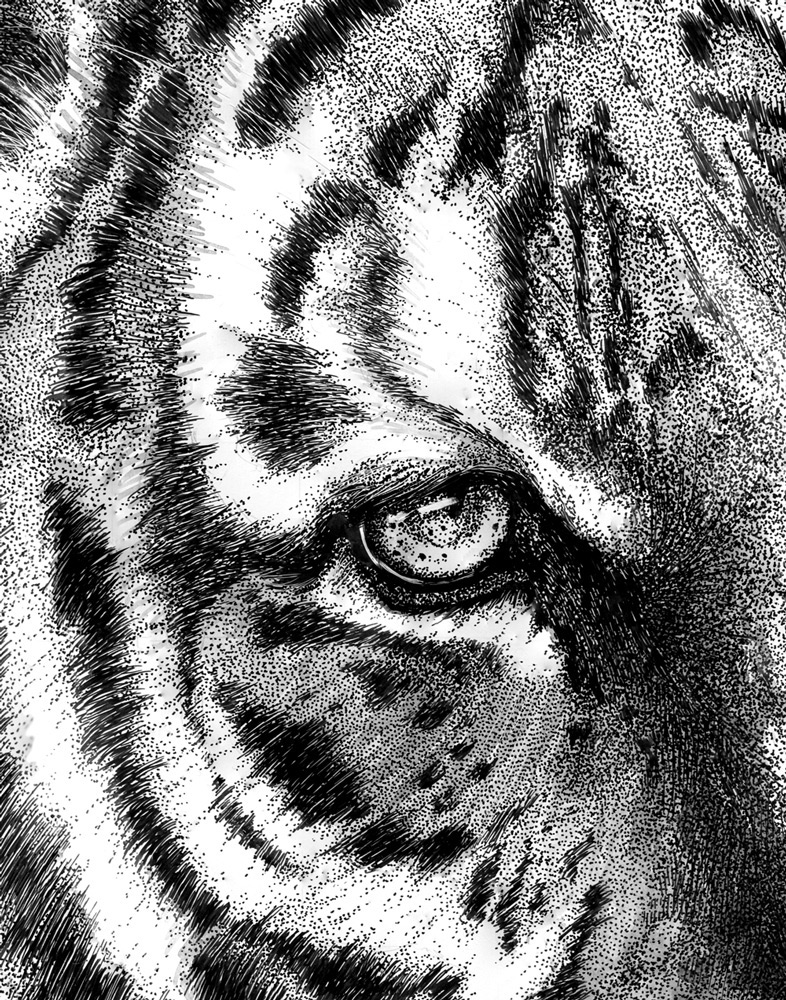 Adobe Portfolio tiger lily tiger lily black and white Nature ink ink drawing fauna animals big cats