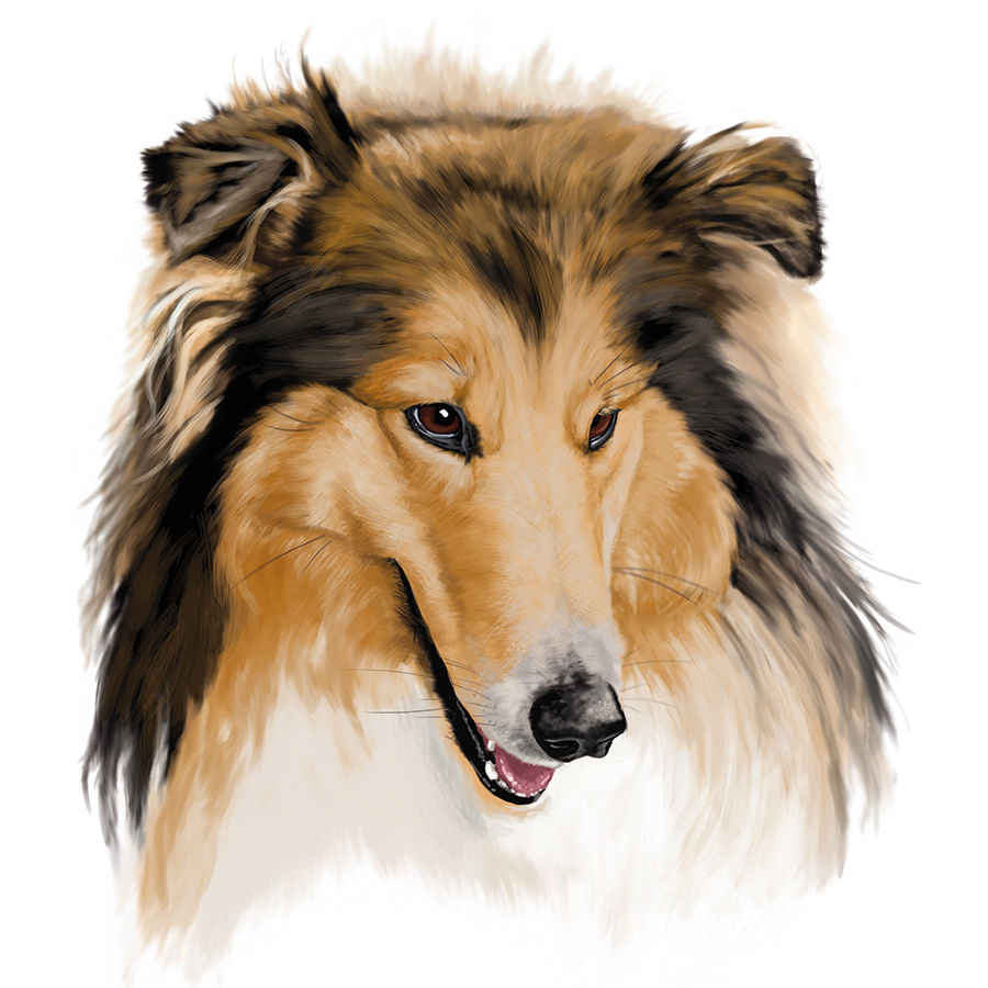 collie dog ILLUSTRATION  ilustracion perro razas caninas veterinaria veterinary