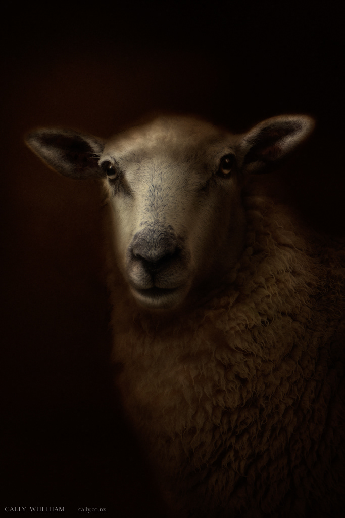 Image may contain: sheep, animal and looking