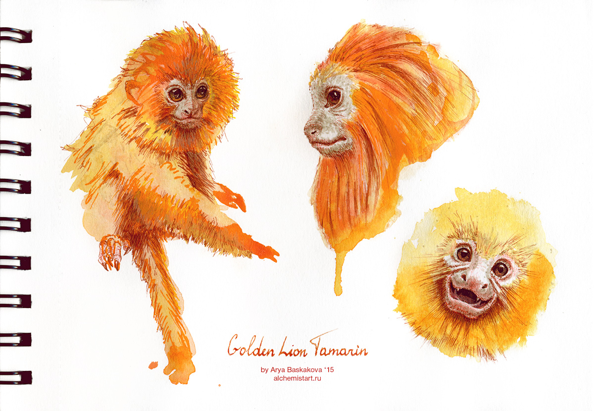 TRADITIONAL ART graphic ink birds monkey golden lion tamarin Marmoset raven hummingbird watercolor liner feathers animals wildlife endangered specied