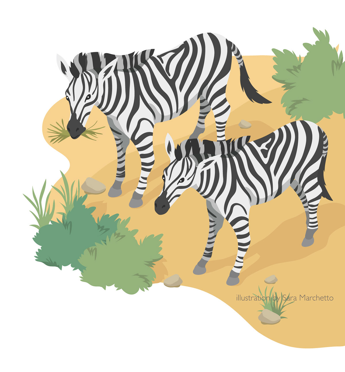 Vector illustration of two zebras eating grass. Created for children's dictionary.