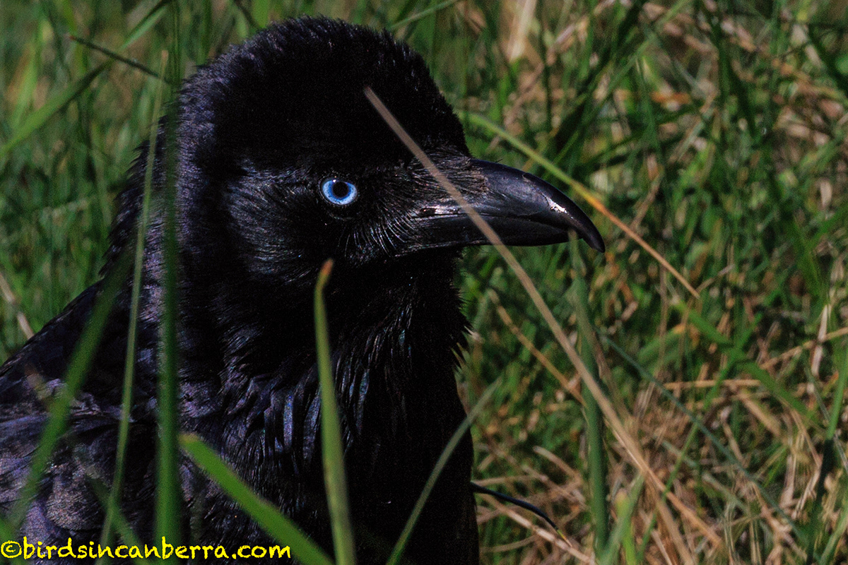 Adobe Portfolio raven black bird Nature wildlife Wildlife photography canberra Australia