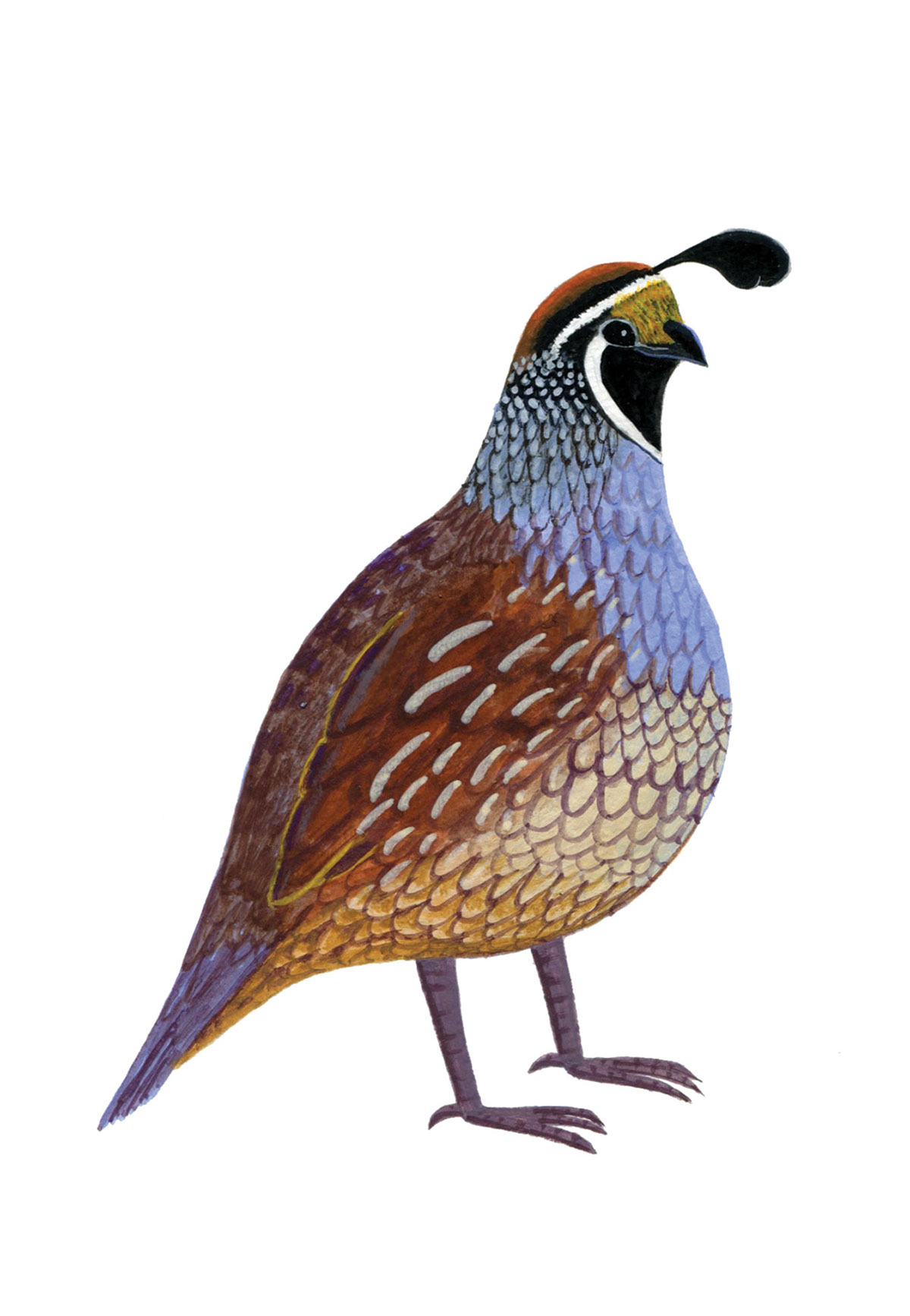 bird California quail