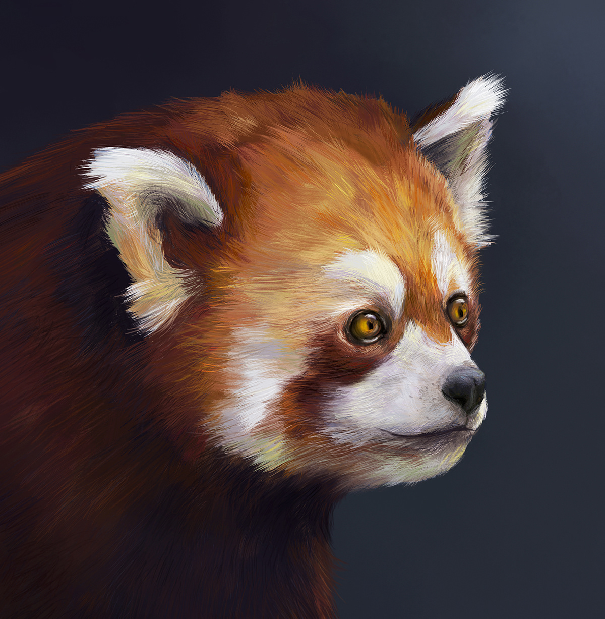 Illustration of a red panda (portrait).