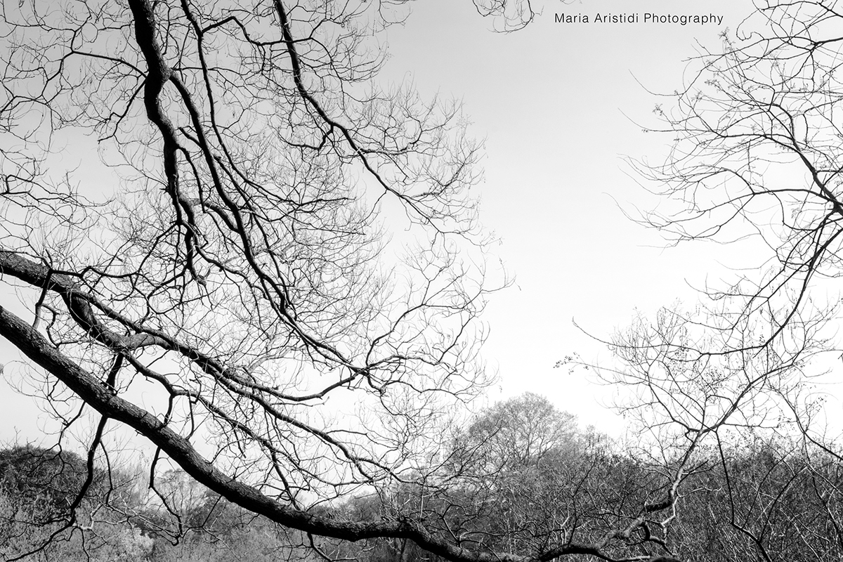 maria aristidi maria aristidi photography Nikon Brooklyn brooklyn botanic gardens Botanic Gardens FIT Nature digital New York trees black and white