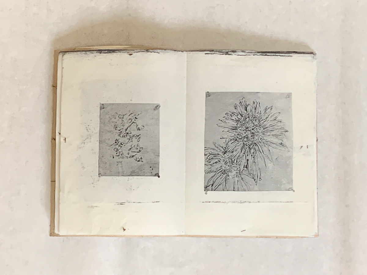 print book Drawing  plants