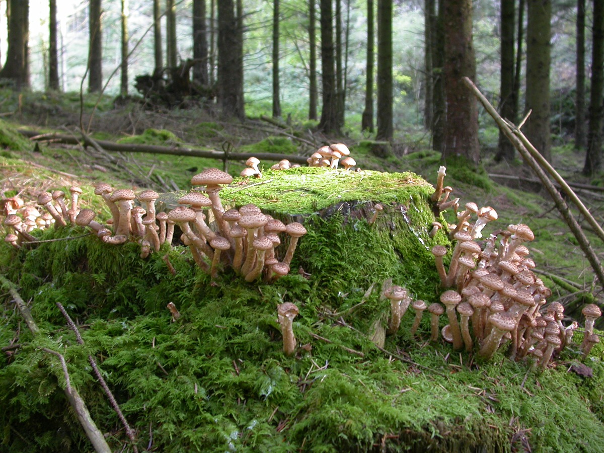 Mushrooms toadstools