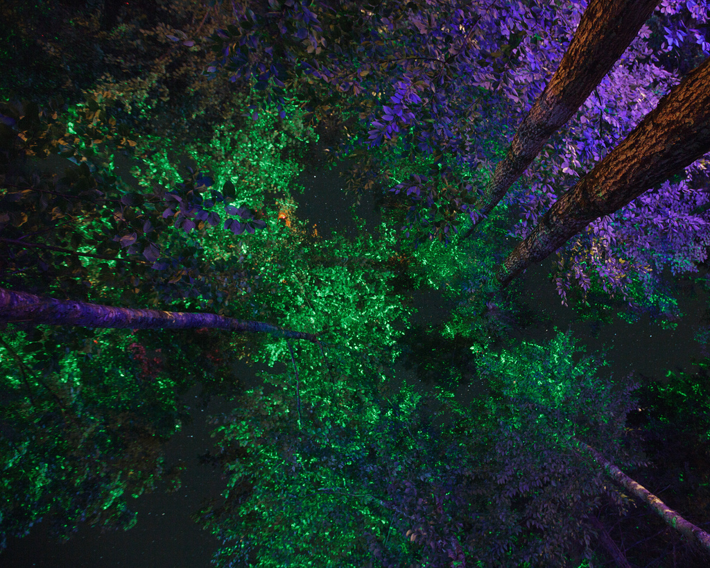 lsd art FINEART print trees Tree  Nature wild stars night psychedelic