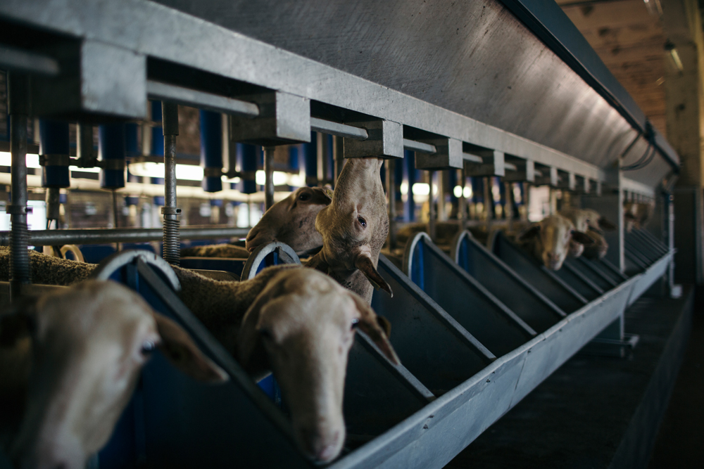 lithuania Food  farm fromfarmtotable Cheese goat sheep ecological organic milk