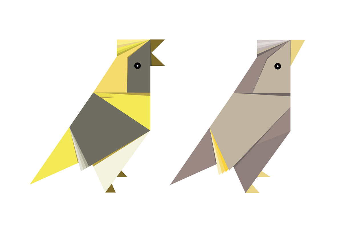 graphic design  Illustrator ILLUSTRATION  birds