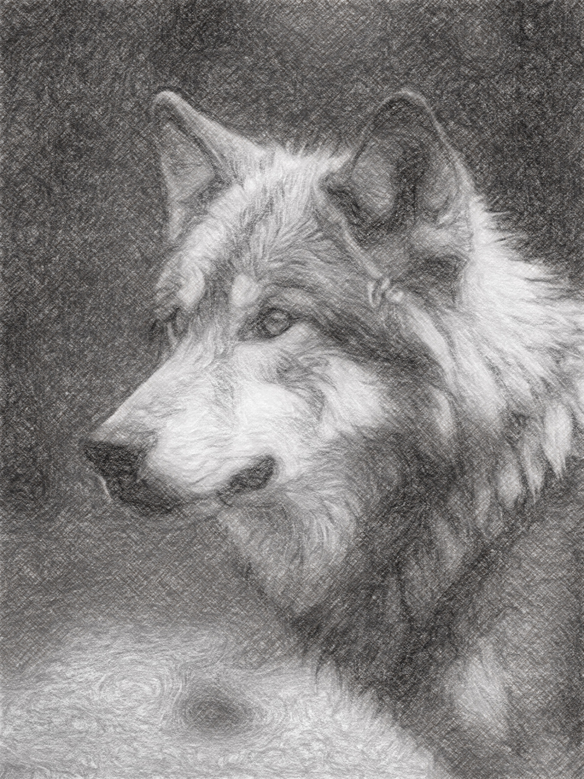 wolf wolves animals ILLUSTRATION  Drawing  artwork sketch artist art pencil