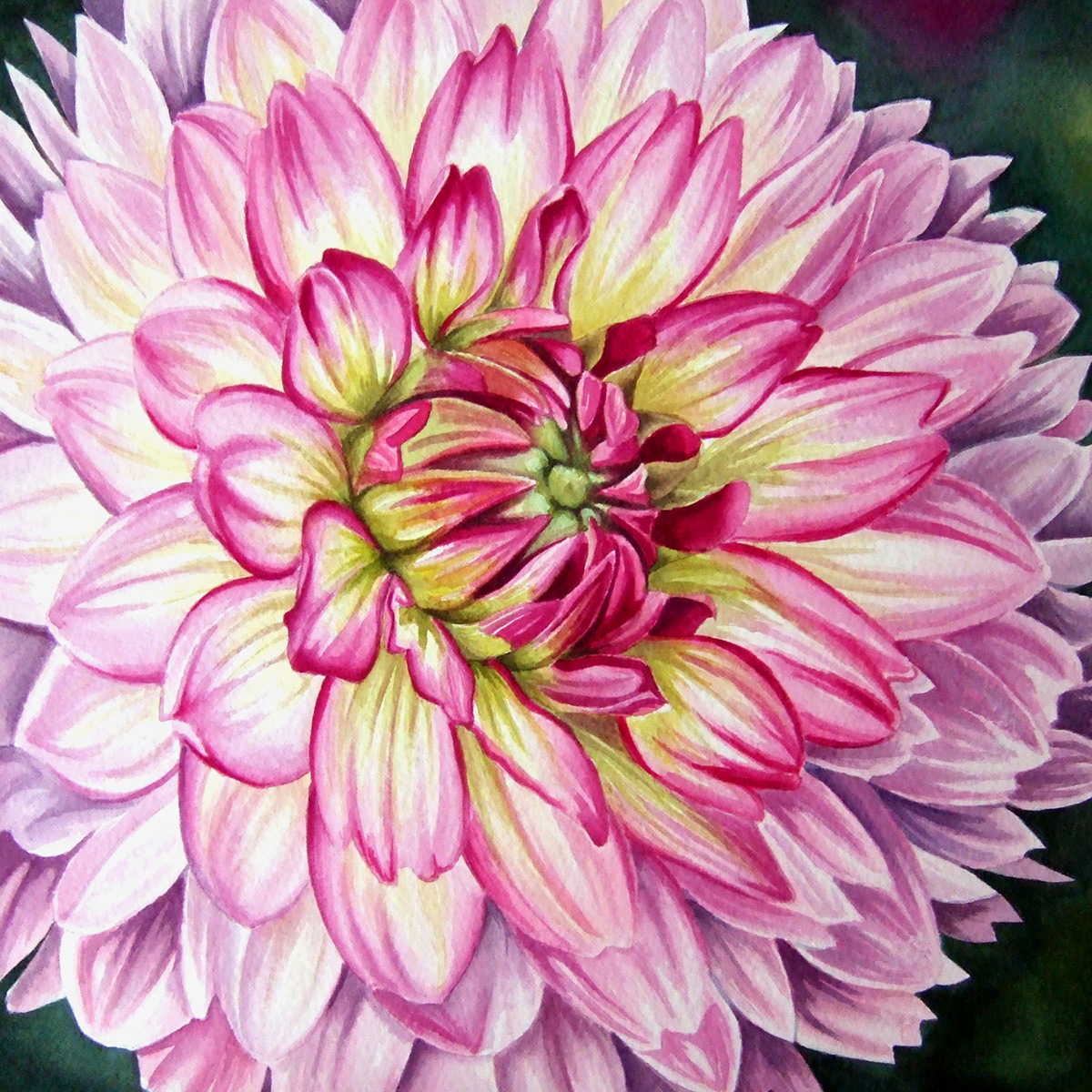 watercolor dahlia flower pink White Nature