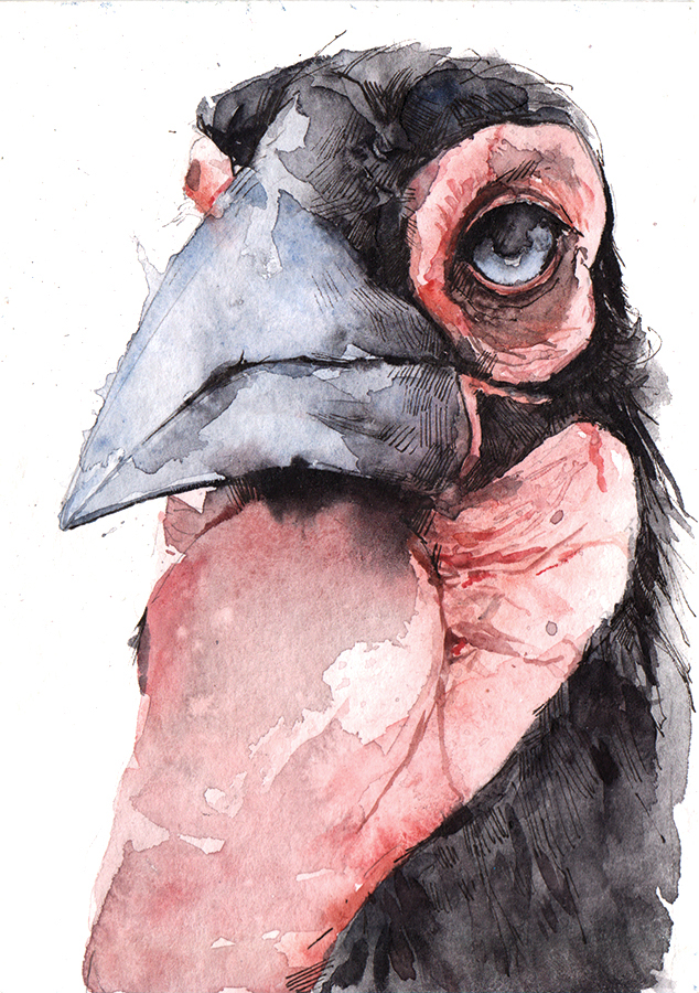 bird dodo spatz raven