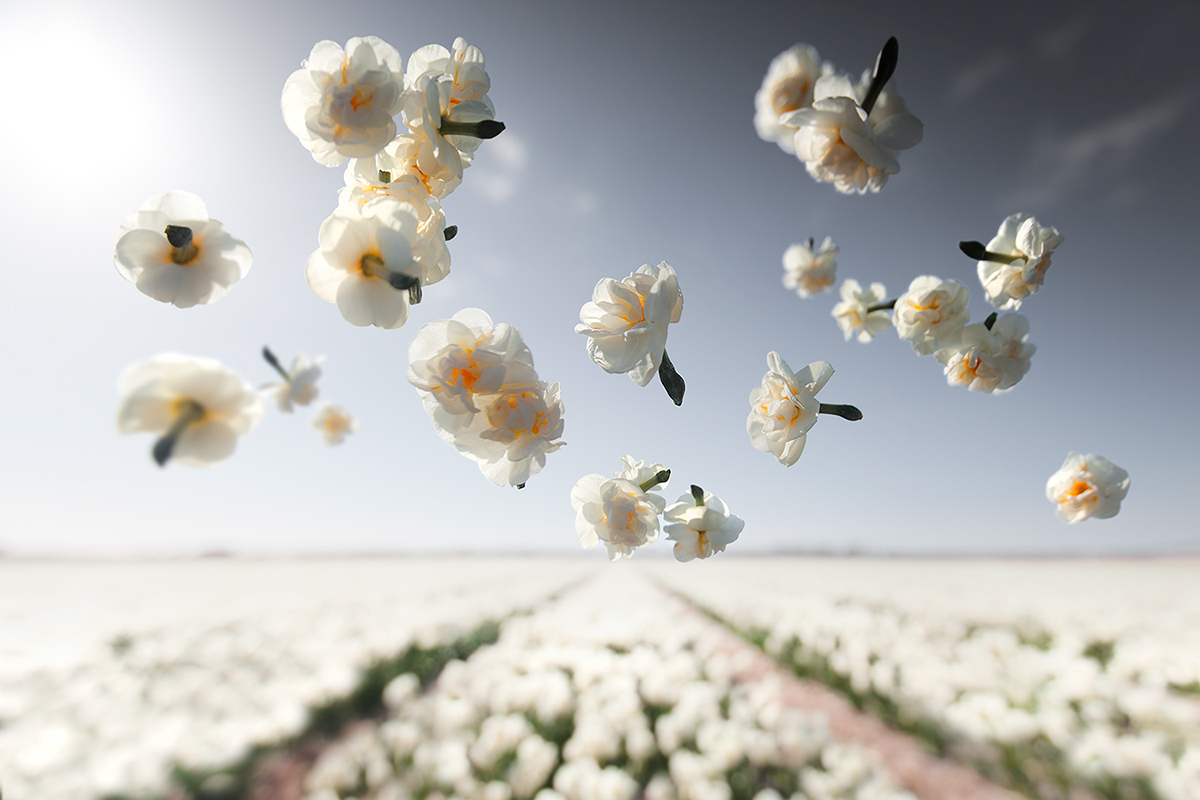 flower flowerpower tulips Holland Netherlands claireonline spring gravity landscapephotography dutch
