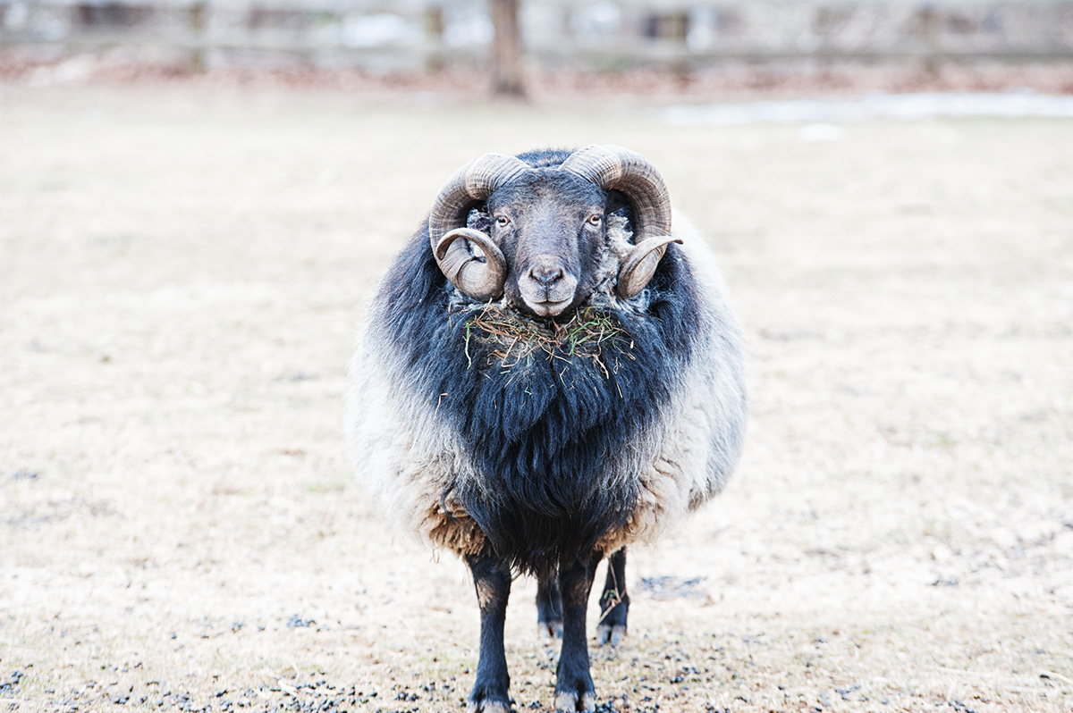 sheep farms farm Livestock animals eyes snow texture ram ewe