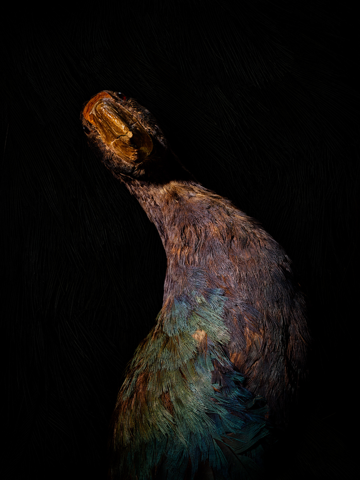 animal portrait animals bird endangered extinct fine art Nature Photography  still life Leica