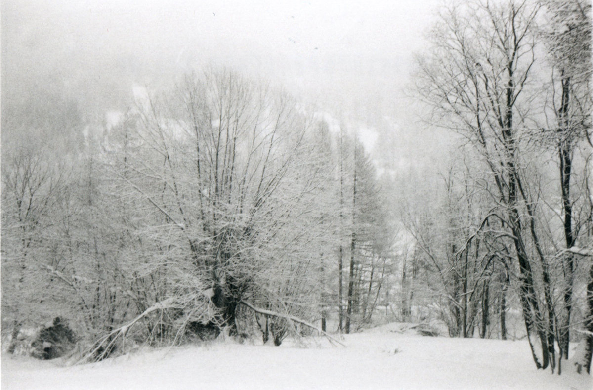 mountains snow fog White ILFORD contina Tree  trees torino Nature abstract alps italia Italy