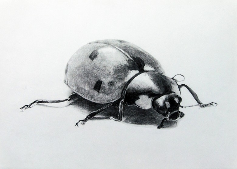 ball draw metal realistic Realism art pencil freehand TAP ladybug