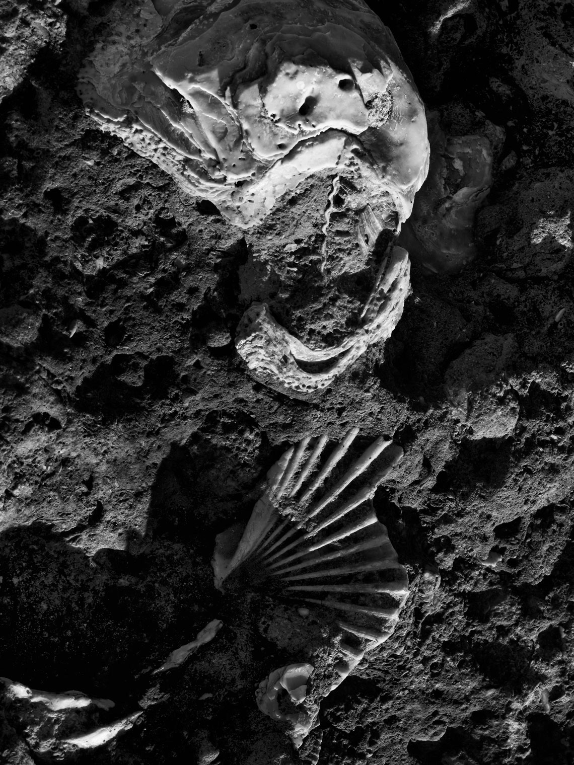 fine art photography textures alien battles bones fossils black & white black and white image ancient old left behind horizontal surfaces shells seashells remains