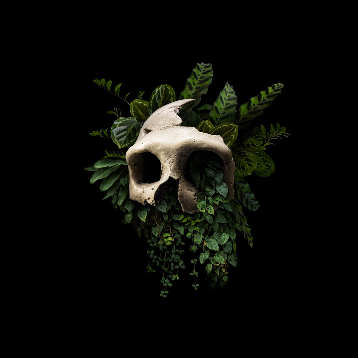 darkness Void memento mori death skull jungle Nature plants art black