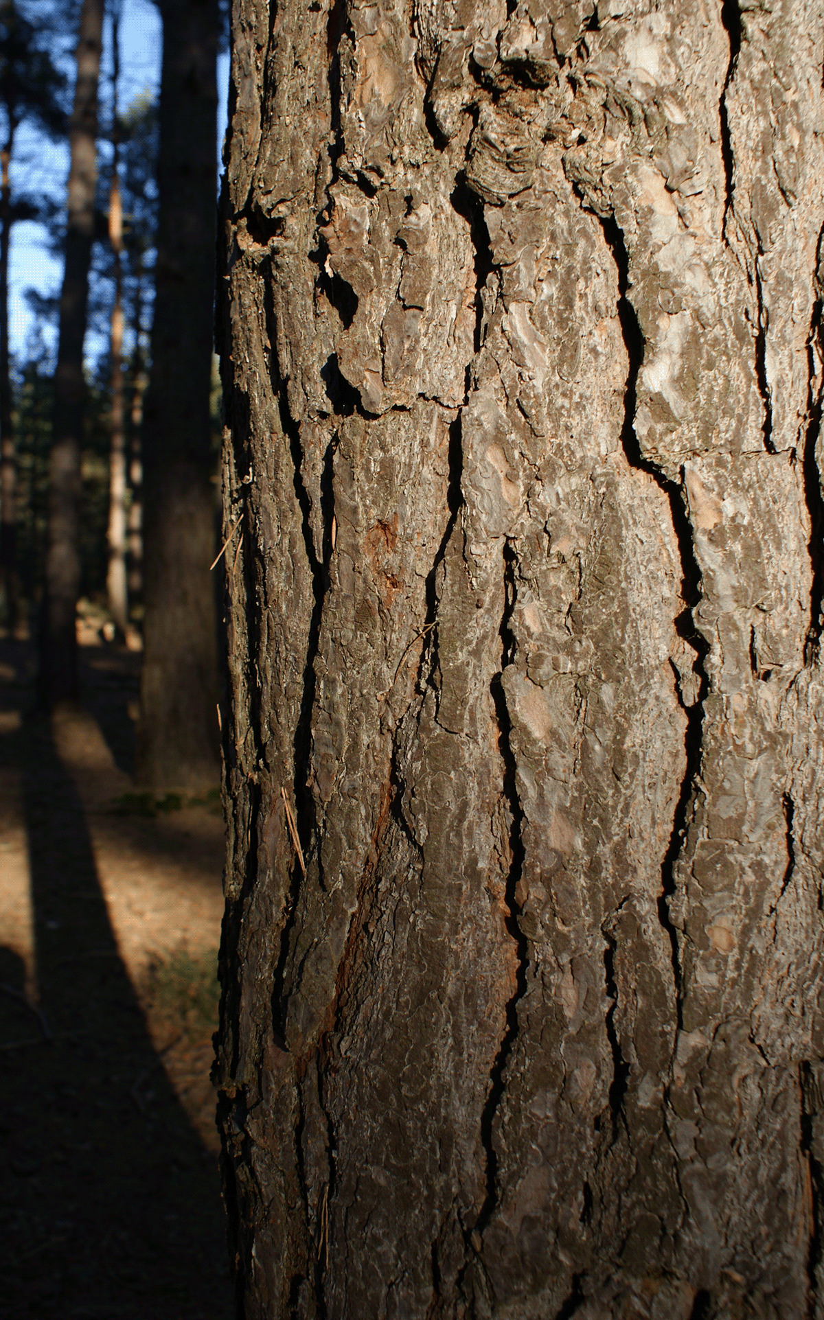 Portrait image of tree bark on a Winter's day